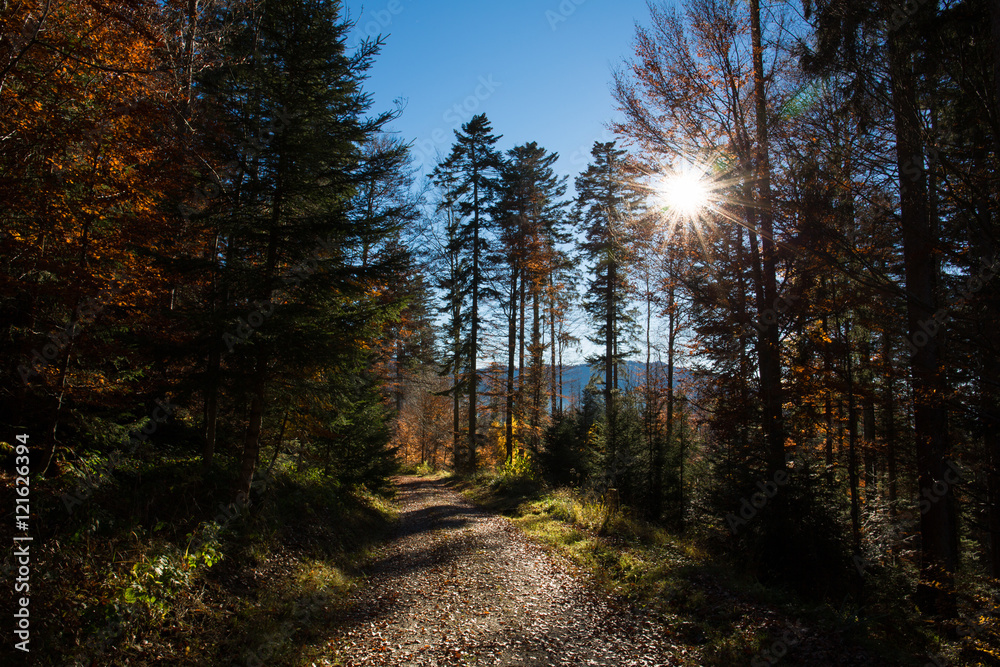 Fototapeta premium Autumn Past