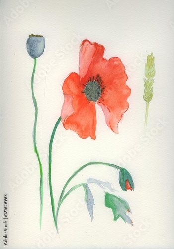 watercolour painting of wild poppy and seed head