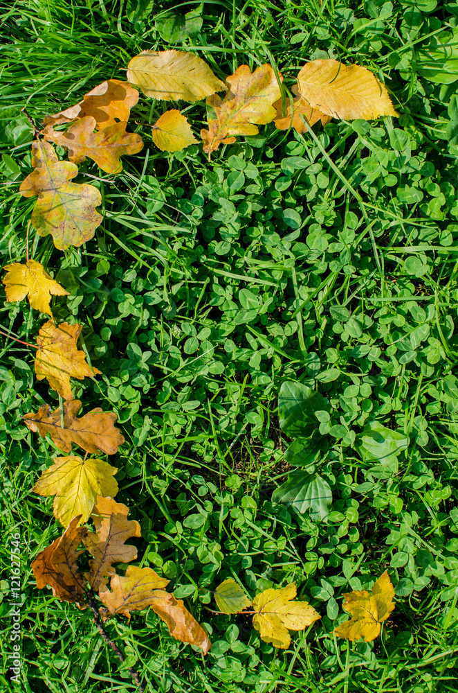 yellow autumn leaves on the green background yellow autumn leaves on the green background
