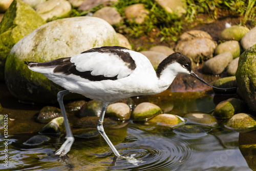 Beautiful Avocetta walking on the river  photo