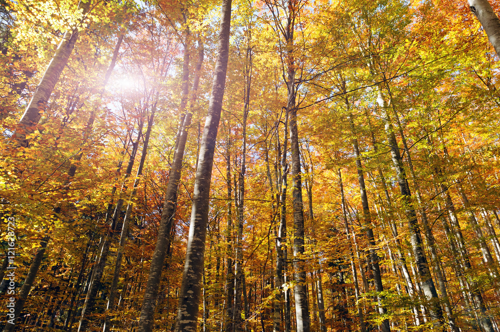 Fototapeta premium Beautiful golden forest treetops in fall.