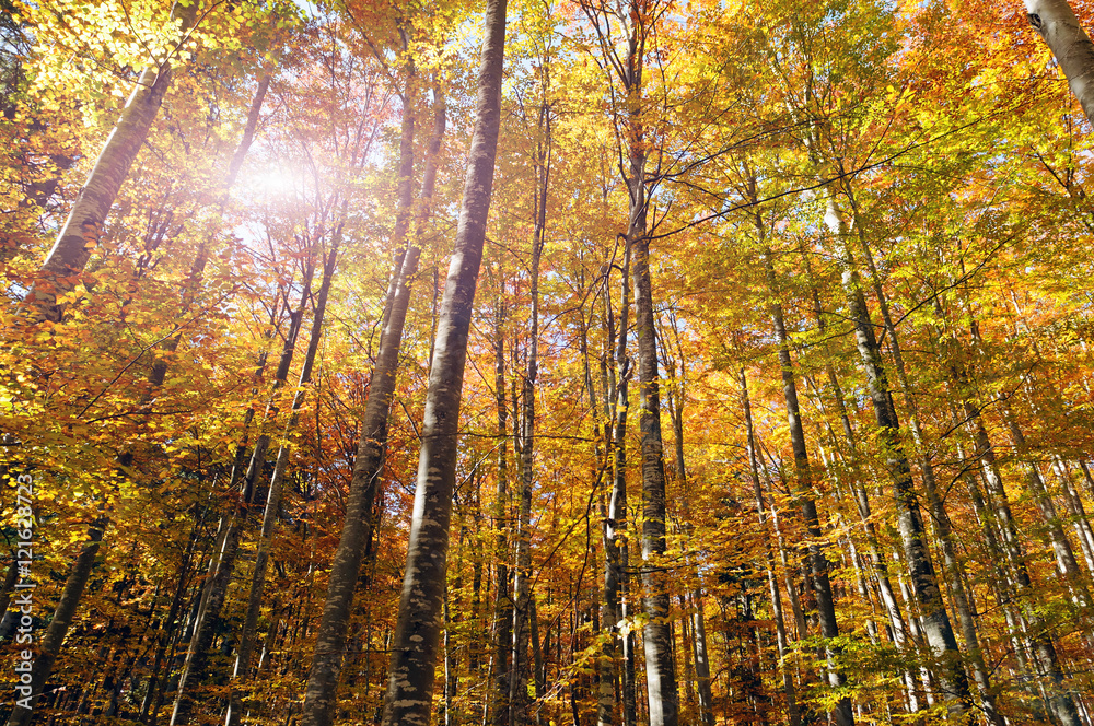 Beautiful golden forest treetops in fall.
