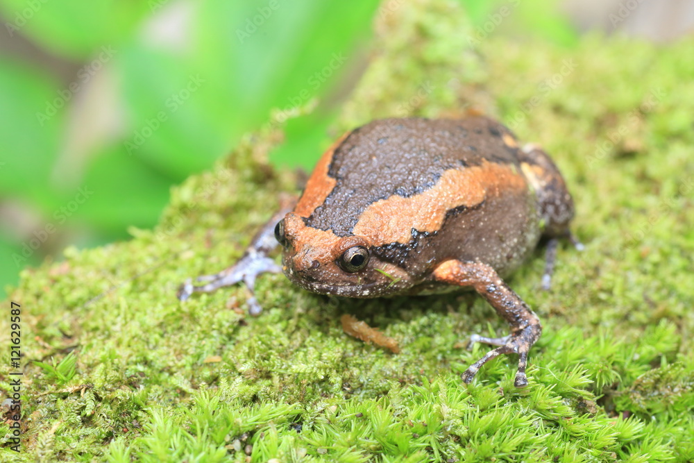 Naklejka premium Banded bullfrog (Kaloula pulchra) in Kaengkrachan National Park, Thailand