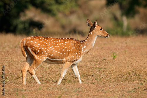 Fototapeta Naklejka Na Ścianę i Meble -  Female spotted deer or chital (Axis axis), Kanha National Park, India