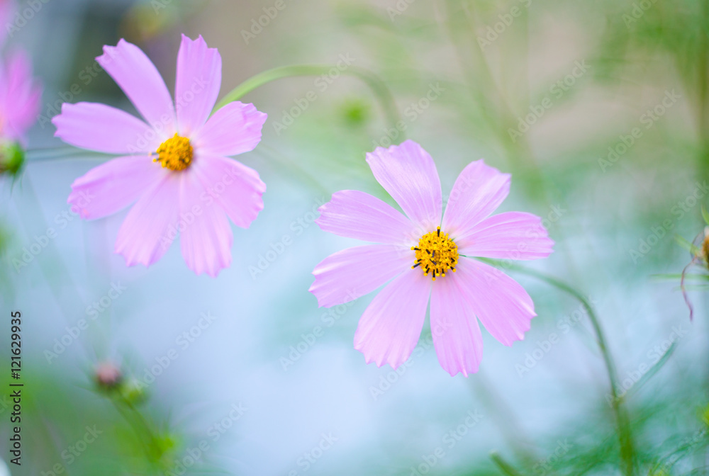 Beautiful bright pink flowers growing in the garden. Close-up of pink flowers with blurred background Beautiful bright pink flowers growing in the garden. Close-up of pink flowers with blurred background