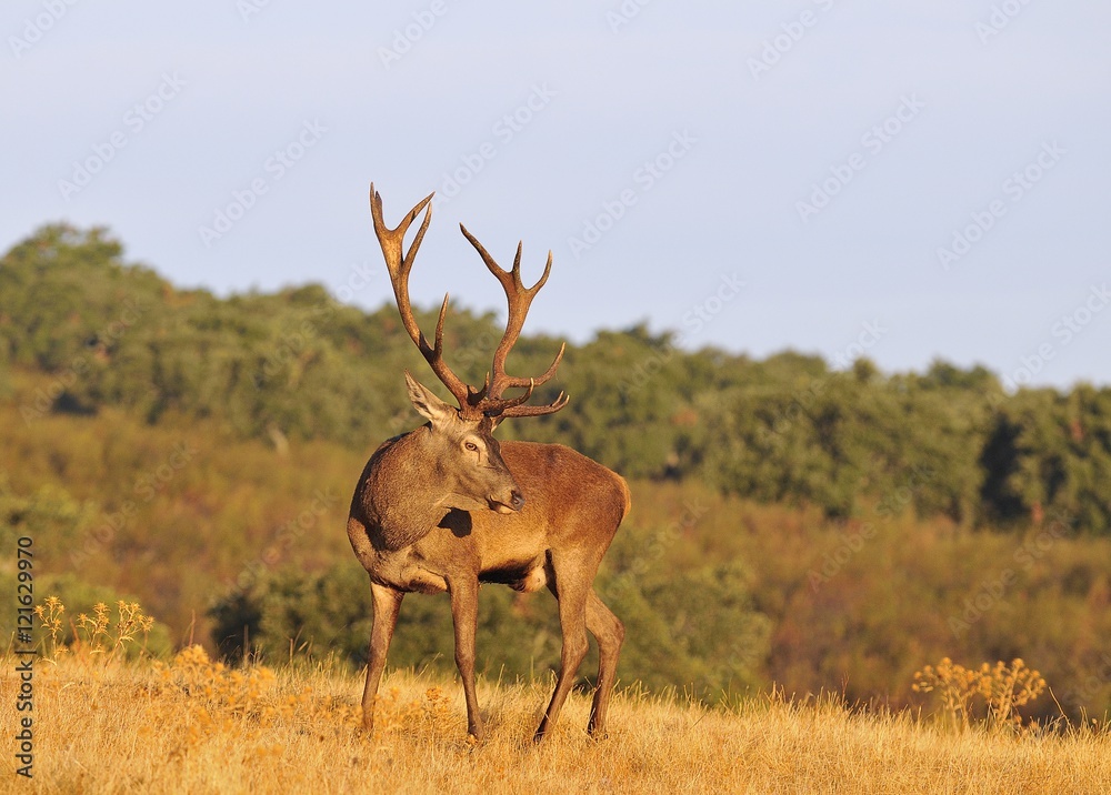 Obraz premium A adult red deer stag.