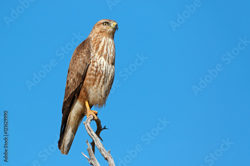 A Steppe buzzard (Buteo buteo) perched on a branch, South Africa