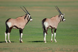 Two young gemsbok antelopes (Oryx gazella), Kalahari, South Africa