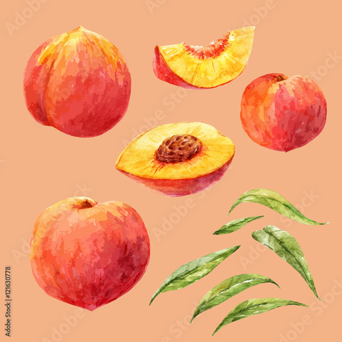 Fototapeta Naklejka Na Ścianę i Meble -  Watercolor hand drawn peach