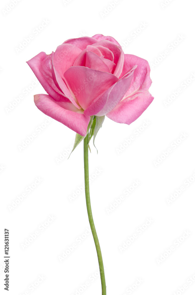 Beautiful fresh pink rose isolated on white background Beautiful fresh pink rose isolated on white background