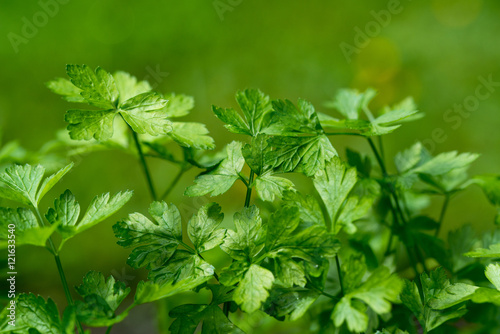 Fresh parsley in the garden