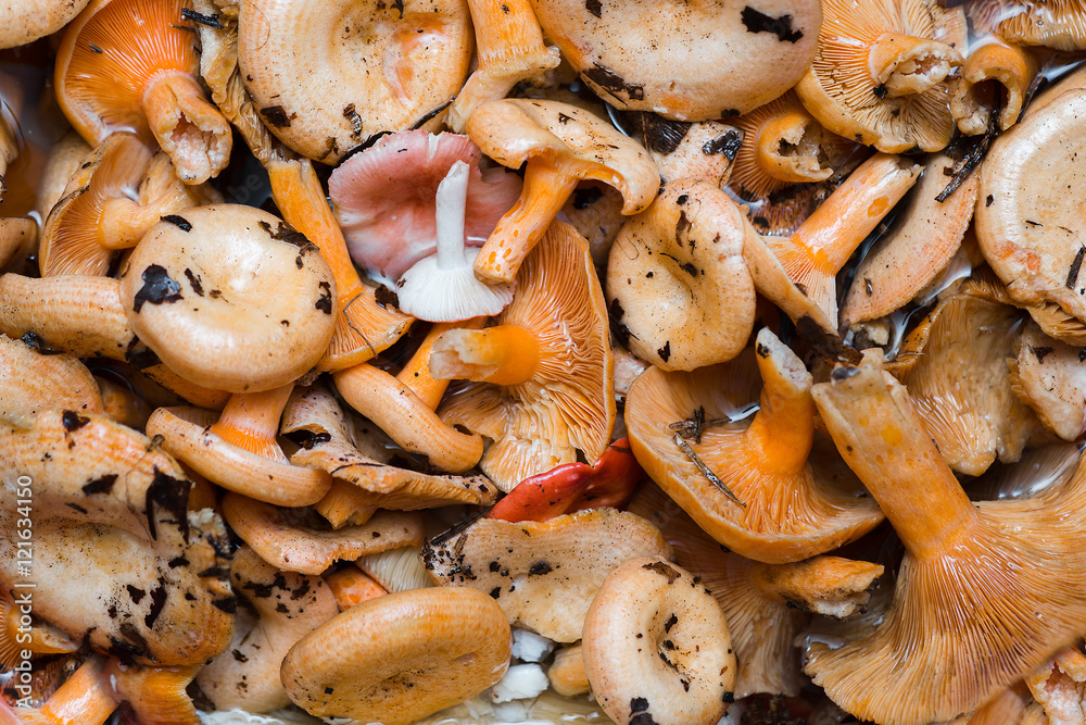 Orange mushrooms. Lactarius section Deliciosi Orange mushrooms. Lactarius section Deliciosi