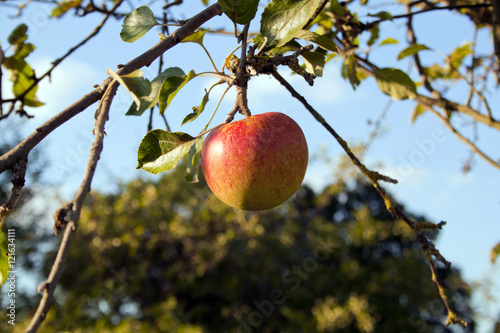 Apfel am Apfelbaum