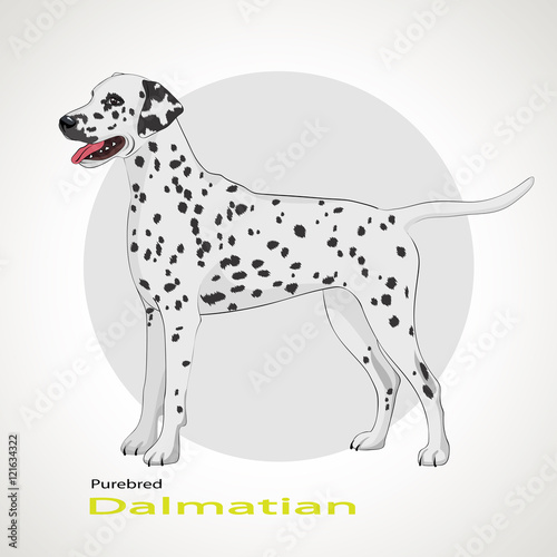 Dog breed Dalmatian