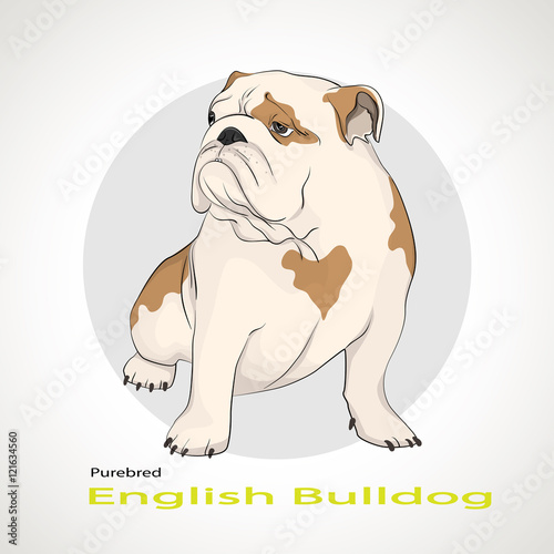 Bulldog
