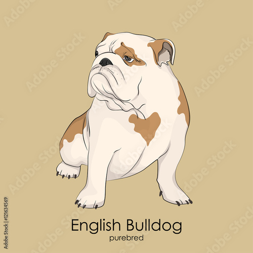 Bulldog