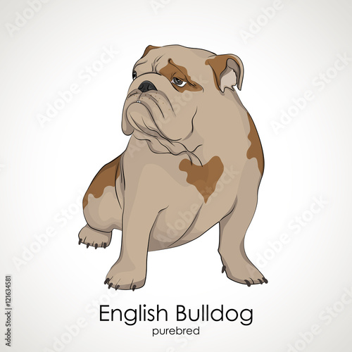 Bulldog