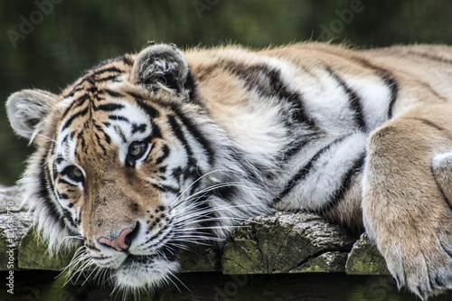 Tiger © Lorraine