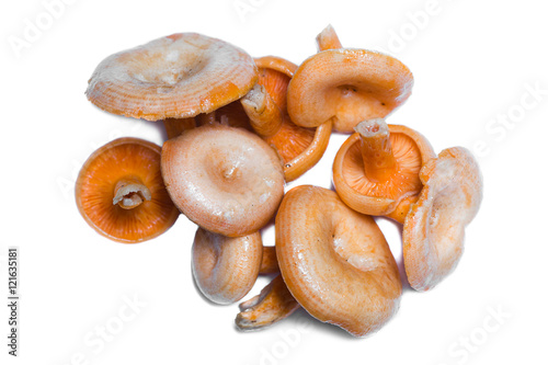 Orange mushrooms. Lactarius section Deliciosi