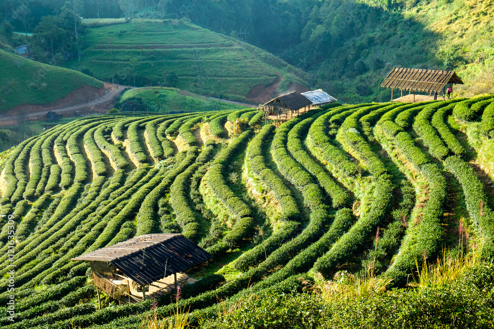 Tea plantation beautiful landscape