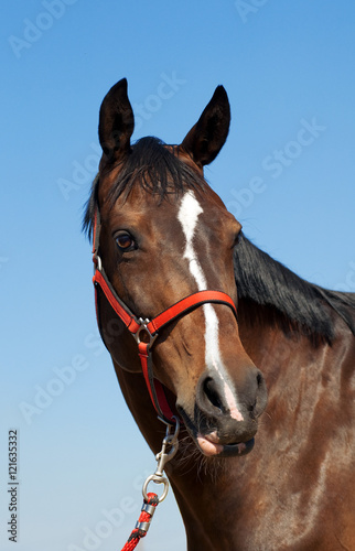close uo portrait of brown horse