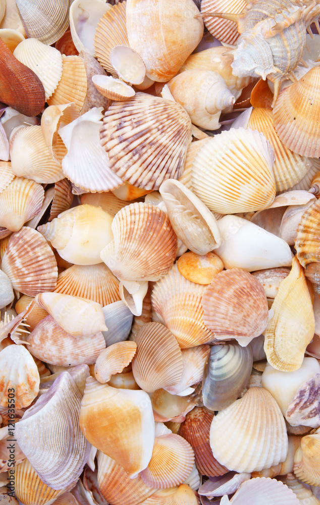 Seashell background, lots of different seashells piled together