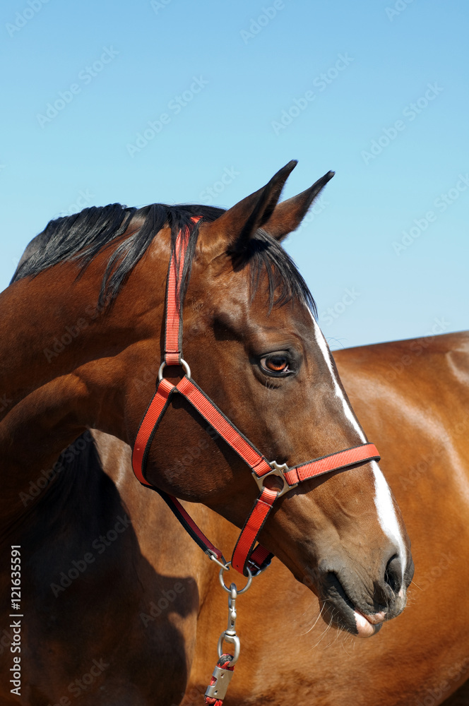 Obraz premium close uo portrait of brown horse