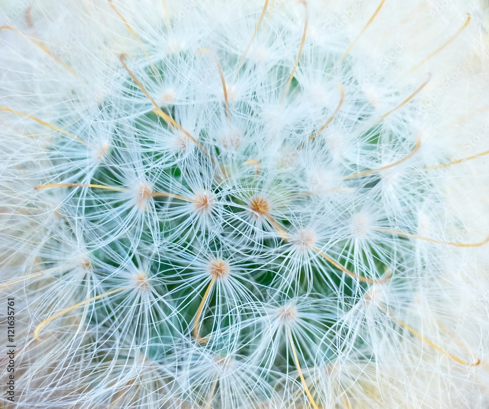 Obraz premium Cactus top view shooting macro detail skin and fur soft and stick network