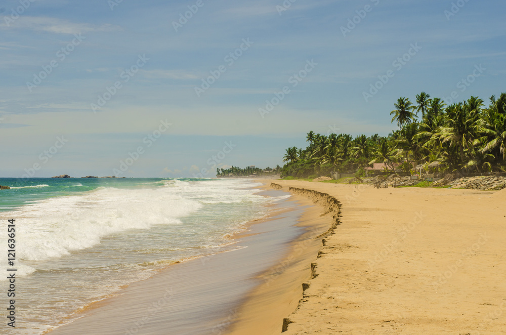 красивый пляж шри-ланка. берег океана песок пальмы, 