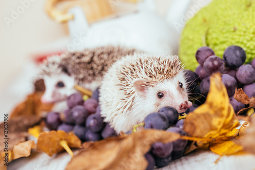 Close up shot of two adorable little hedgehogs playing with autumn leaves and grapes on white wooden table. Small pets in human home theme.