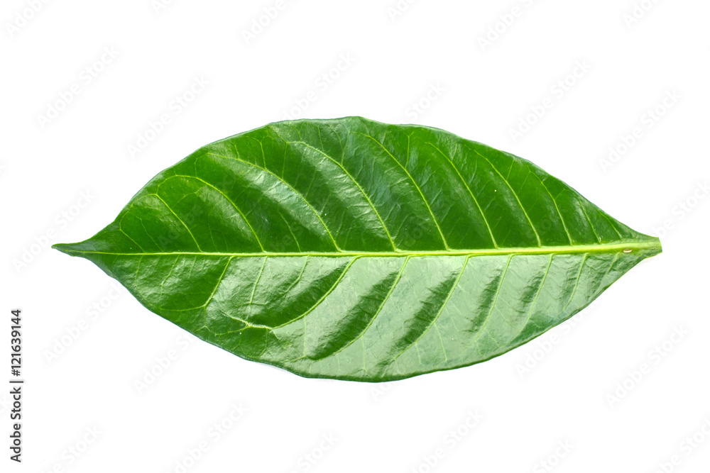 Obraz premium Green leaves isolated on a white background