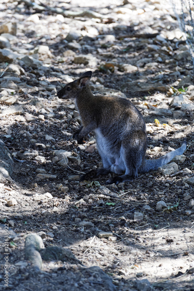 Naklejka premium wallaby