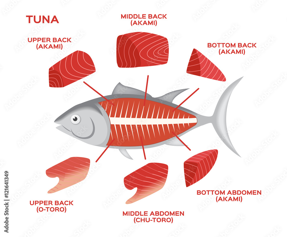 infographic of the tuna cuts on white background , 6 part of tuna