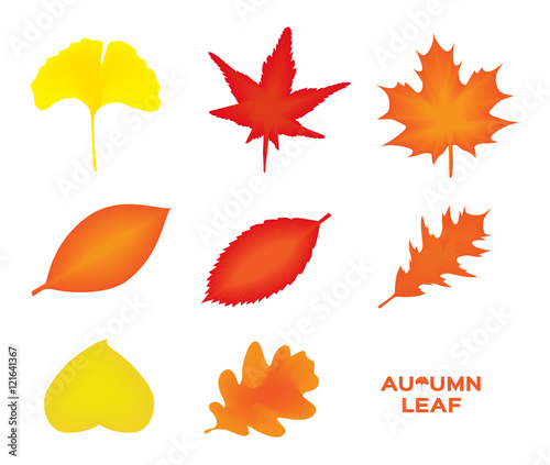 autumn leaves set, isolated on white background. simple cartoon flat style, vector illustration. icon