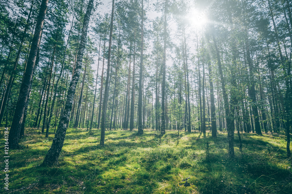 Fototapeta premium Forest concepts.