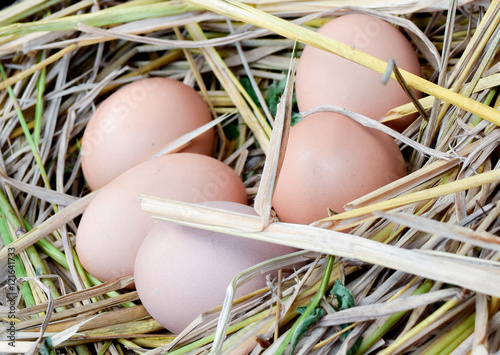 fresh eggs on straw. photo