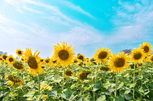 sunflowers on field on sunny day.