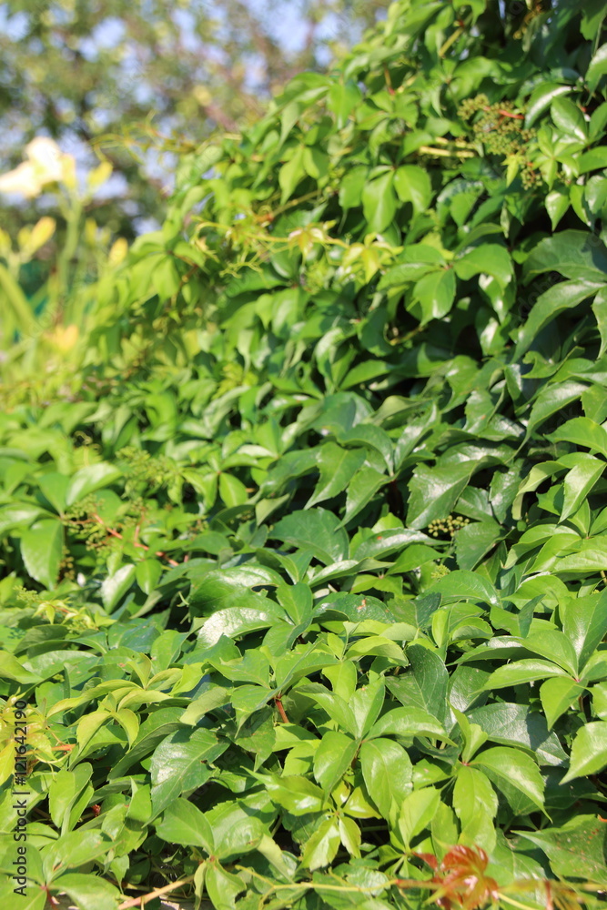 Virginia creeper (Parthenocissus quinquefolia var. murorum) in the summer garden Virginia creeper (Parthenocissus quinquefolia var. murorum) in the summer garden