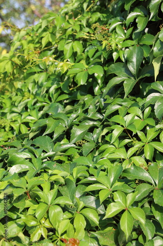 Virginia creeper (Parthenocissus quinquefolia var. murorum) in the summer garden
