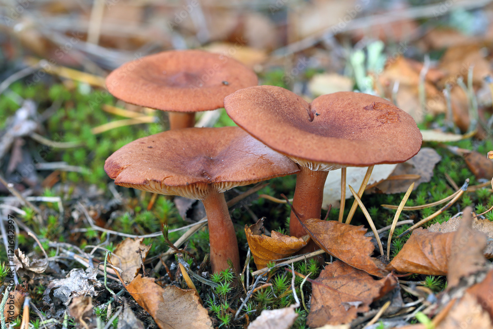 Lactarius rufus. Three mushrooms among the fallen-down foliage