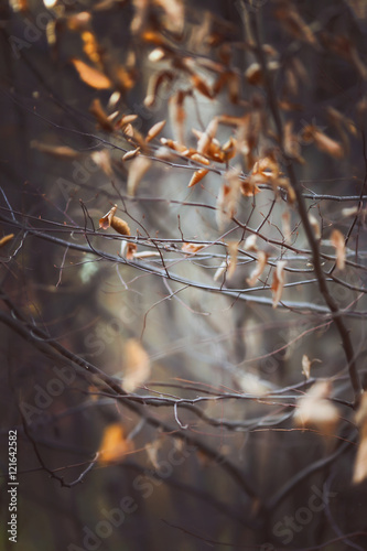 Autumn. Fall. Autumnal Park. Autumn Trees and Leaves