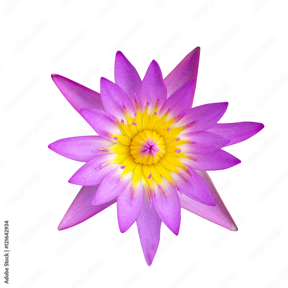 Fototapeta premium Purple lotus on white background