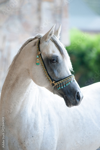 arabian stallion