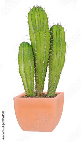 cactus isolated on white background