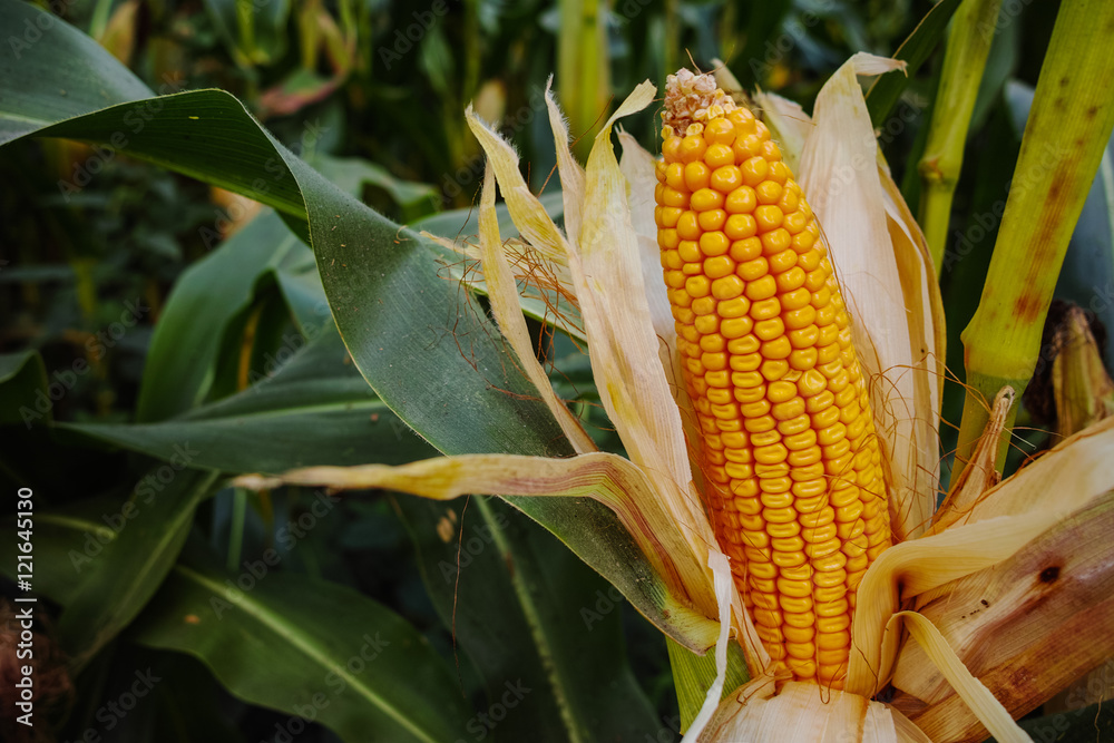 Field with ripe corn Field with ripe corn
