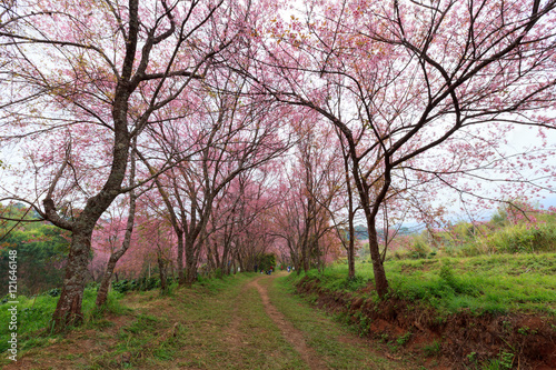 Cherry blossom pathway in Khun Wang ChiangMai  Thailand.