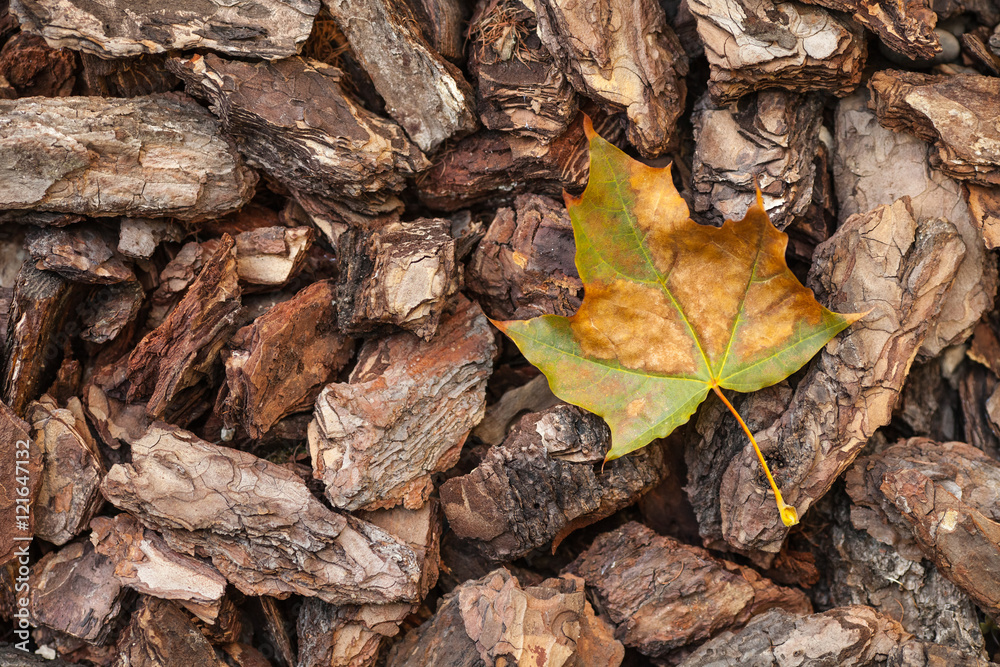 Autumn maple leaf on the background of the bark from the trees Autumn maple leaf on the background of the bark from the trees