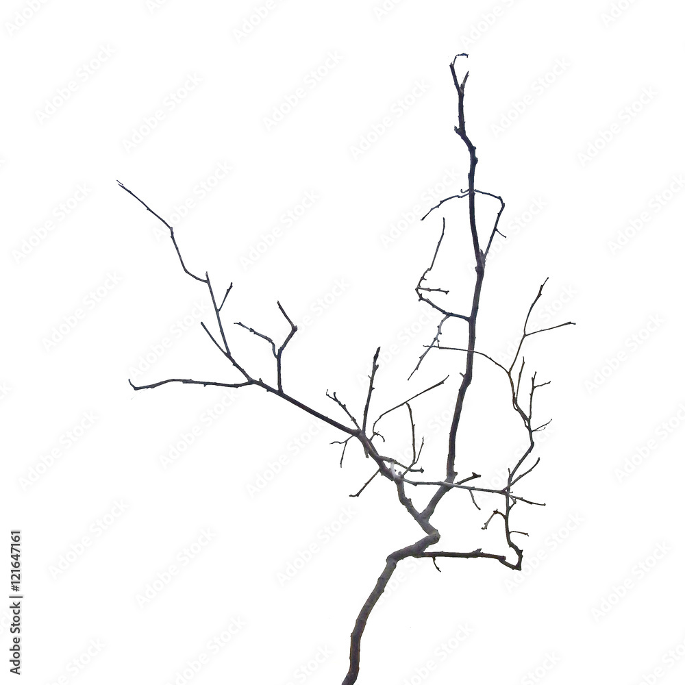 close up of dry branch close up of dry branch