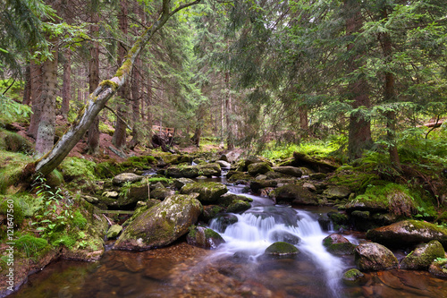 Mountain creek in a national park forest