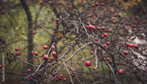Яркие ягоды боярышника в лесу поздней осенью